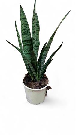 Sansevieria Zeylanica |  P.14cm -  H.50 cm