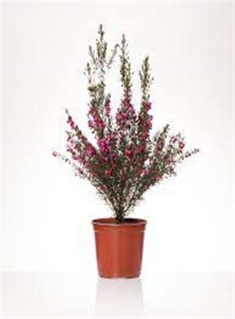 Boronia Heterophylla |  P.15cm -  H.40 cm