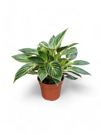 Philodendron Birkin - Zebra |  P.15cm -  H.40 cm