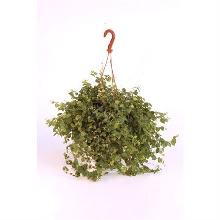 Ficus Repens Hang | Colgar |  P.15cm -  H.40 cm