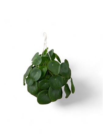 Pilea peperomioides Hang | Colgar |  P.15cm -  H.40 cm