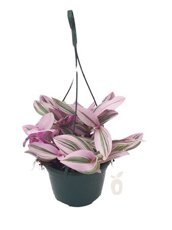 Tradescantia Zebrina Hang | Colgar |  P.15cm -  H.30 cm
