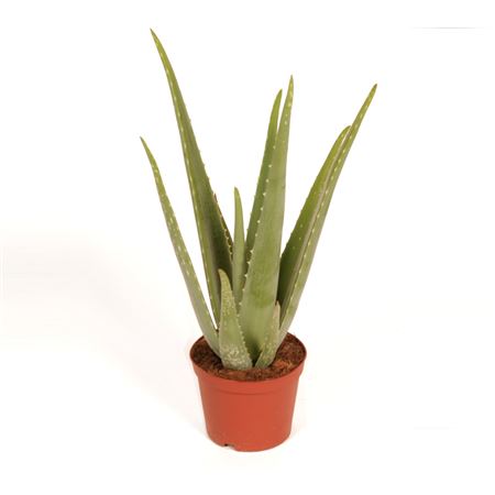 Aloe Vera |  P.15cm -  H.60 cm