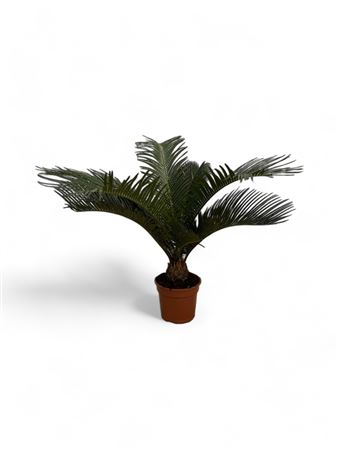 Cycas Revoluta |  P.15cm -  H.50 cm