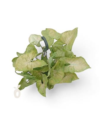 Syngonium Yellow Hang | Colgar |  P.15cm -  H.40 cm