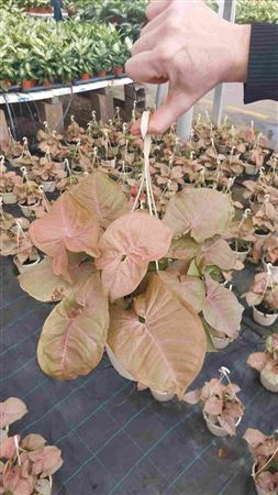 Syngonium Neon Hang | Colgar |  P.15cm -  H.40 cm