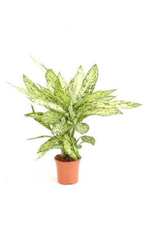 Dieffenbachia Vesuvius |  P.17cm -  H.40 cm