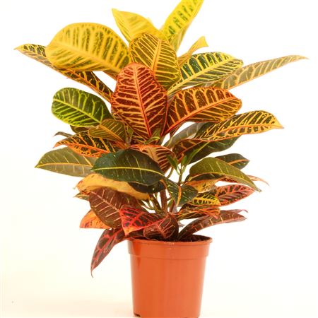Codiaeum Variegatum 'petra' |  P.17cm -  H.45 cm