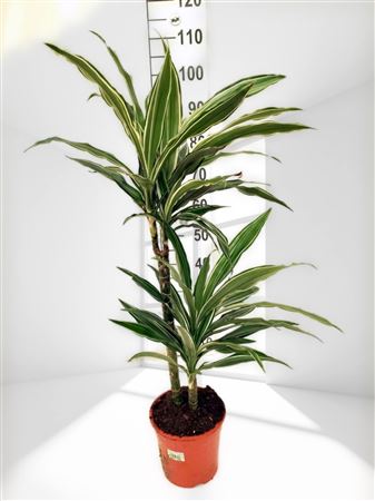 Dracaena deremensis | 45.15 |  P.17cm -  H.80 cm