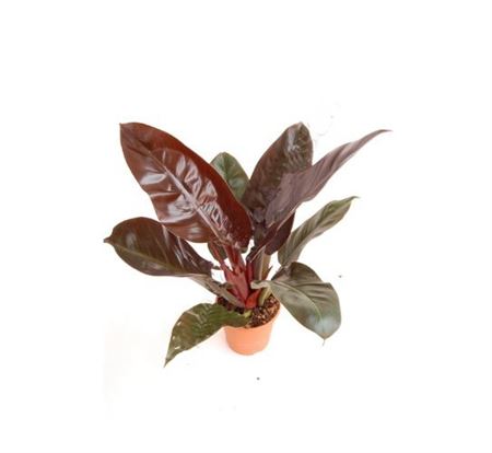 Philodendron 'red Emerald' |  P.17cm -  H.50 cm
