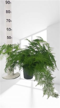 Asparagus setaceus |  P.17cm -  H.50 cm