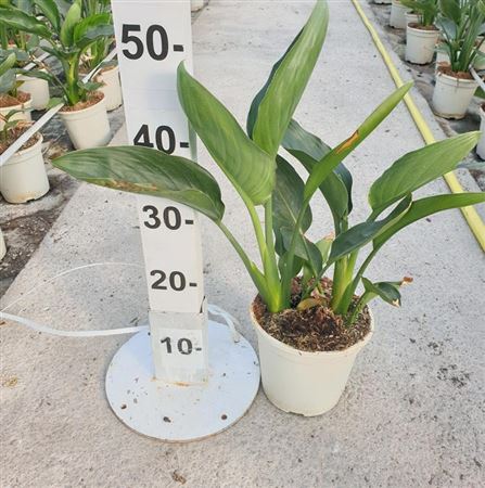 Strelitzia Reginea 20 |  P.20cm -  H.50 cm