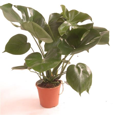 Monstera Deliciosa |  P.17cm -  H.60 cm