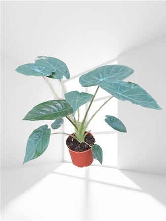 Alocasia Wentii |  P.17cm -  H.60 cm