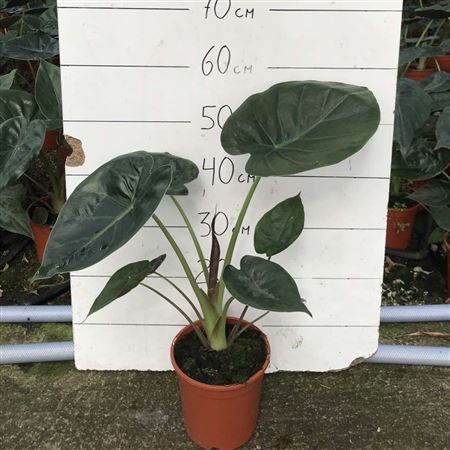 Alocasia Zebrina |  P.17cm -  H.60 cm