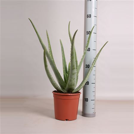 Aloe Vera |  P.17cm -  H.55 cm