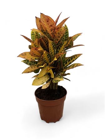 Codiaeum Variegatum 'petra' |  P.17cm -  H.60 cm