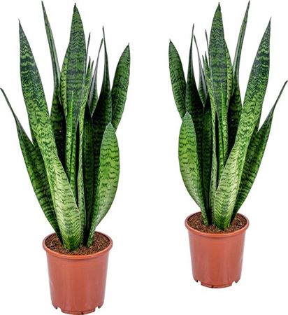 Sansevieria Zeylanica |  P.17cm -  H.80 cm
