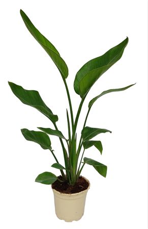 Strelitzia Reiginae 2 Plant |  P.17cm -  H.80 cm