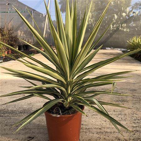 Yucca Elephantipes Jewel |  P.18cm -  H.40 cm