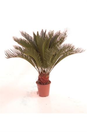 Cycas Revoluta |  P.19cm -  H.65 cm