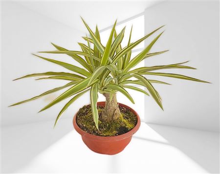 Yucca Elephantipes Jewel | Bonsai |  P.25cm -  H.40 cm
