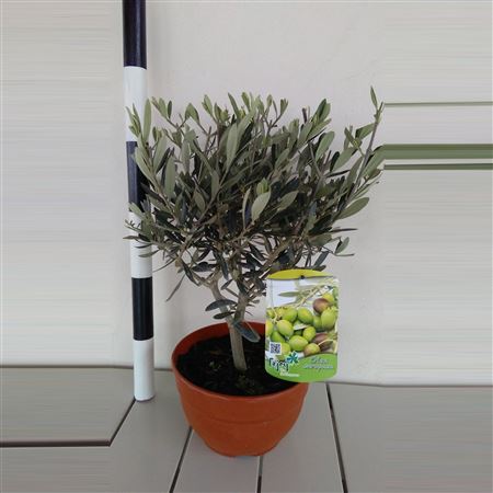 Fruit Mix - Olea Europea |  P.20cm -  H.40 cm