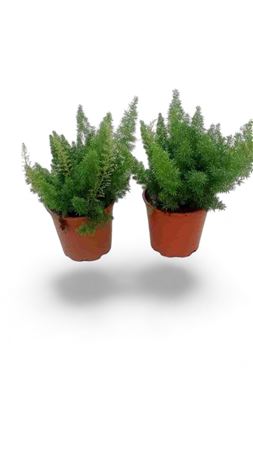 Asparagus Densiflorus 'myersii' |  P.20cm -  H.60 cm