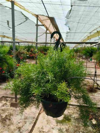 Asparagus Webe |  P.20cm -  H.45 cm