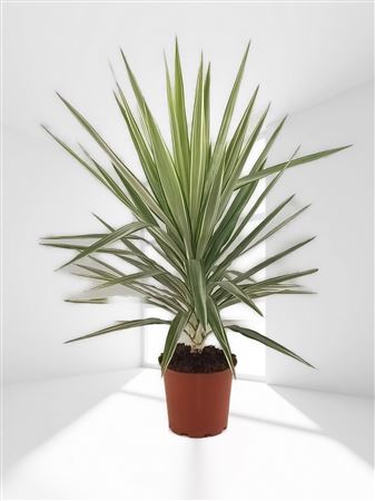 Yucca Elephantipes Jewel |  P.20cm -  H.50 cm