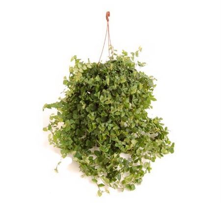 Ficus Repens Hang | Colgar |  P.20cm -  H.40 cm