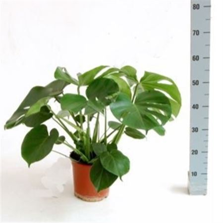Monstera Deliciosa |  P.20cm -  H.60 cm