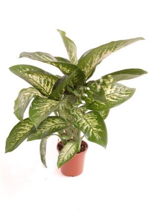 Dieffenbachia Vesuvius |  P.20cm -  H.60 cm