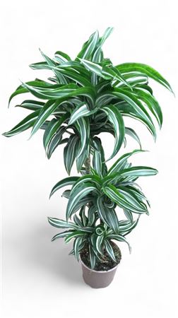 Dracaena deremensis | 60.30.15 |  P.20cm -  H.90 cm