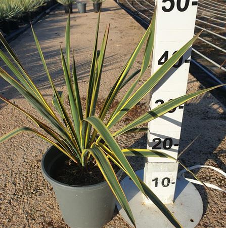 Yucca Filamentosa Bright Edge |  P.20cm -  H.70 cm