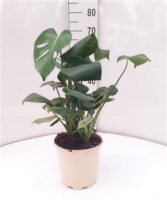 Monstera Deliciosa |  P.20cm -  H.70 cm
