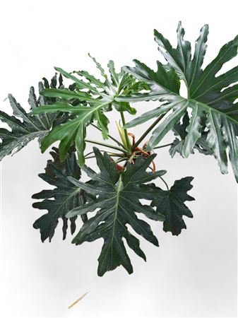 Philodendron Selloum |  P.20cm -  H.80 cm