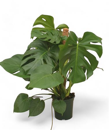 Monstera Deliciosa Met Mosstok |  P.20cm -  H.80 cm