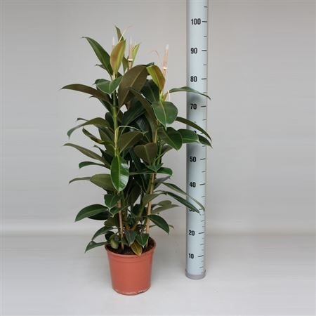 Ficus Elastica Melany 3PP |  P.20cm -  H.90 cm