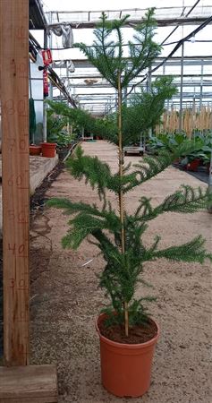 Araucaria Heterophylla |  P.20cm -  H.100 cm