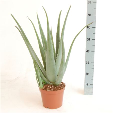 Aloe Vera |  P.21cm -  H.75 cm