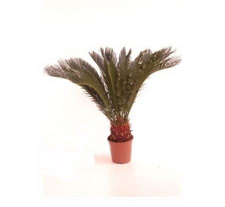 Cycas Revoluta |  P.21cm -  H.80 cm