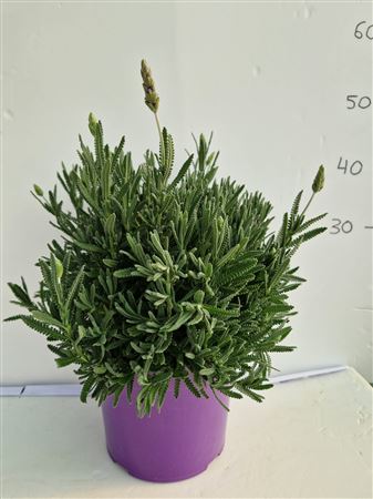 Lavandula dentata |  P.22cm -  H.40 cm