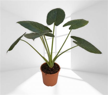 Alocasia Wentii |  P.22cm -  H.80 cm