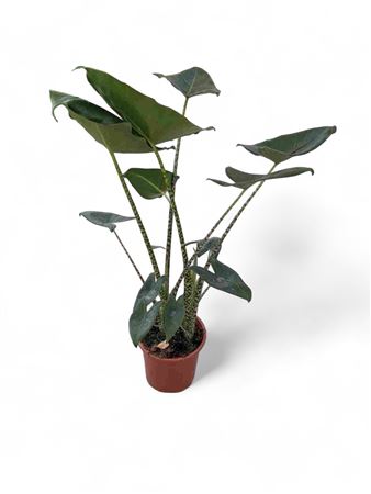 Alocasia Zebrina 2 Plant |  P.22cm -  H.90 cm