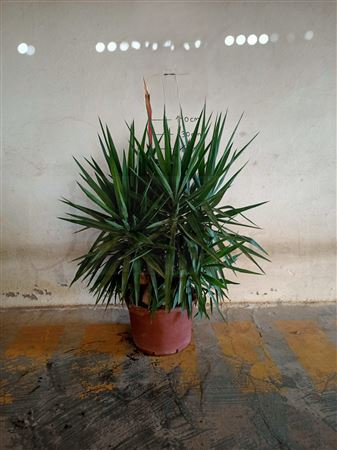 Yucca Elephantipes Jewel Ramificada |  P.22cm -  H.70 cm