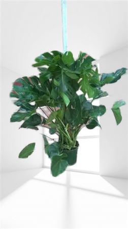 Monstera Deliciosa Met Mosstok |  P.22cm -  H.100 cm