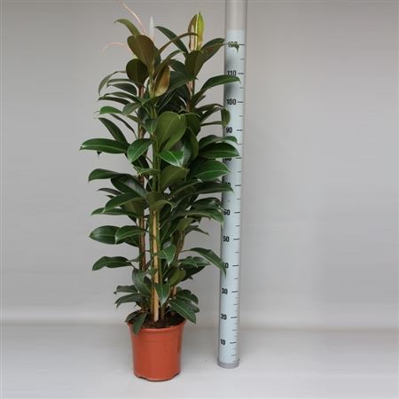 Ficus Elastica Melany 2PP |  P.22cm -  H.120 cm