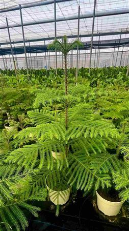 Araucaria Heterophylla |  P.22cm -  H.130 cm