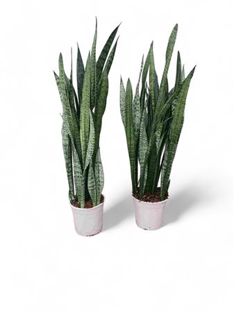 Sansevieria Zeylanica |  P.23cm -  H.100 cm